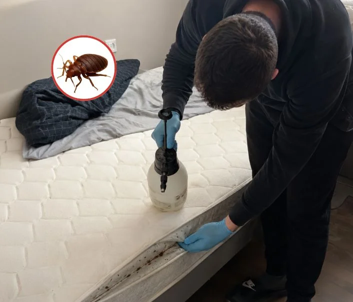 Technicien traitant un matelas contre les punaises de lit à Soisy-sous-Montmorency